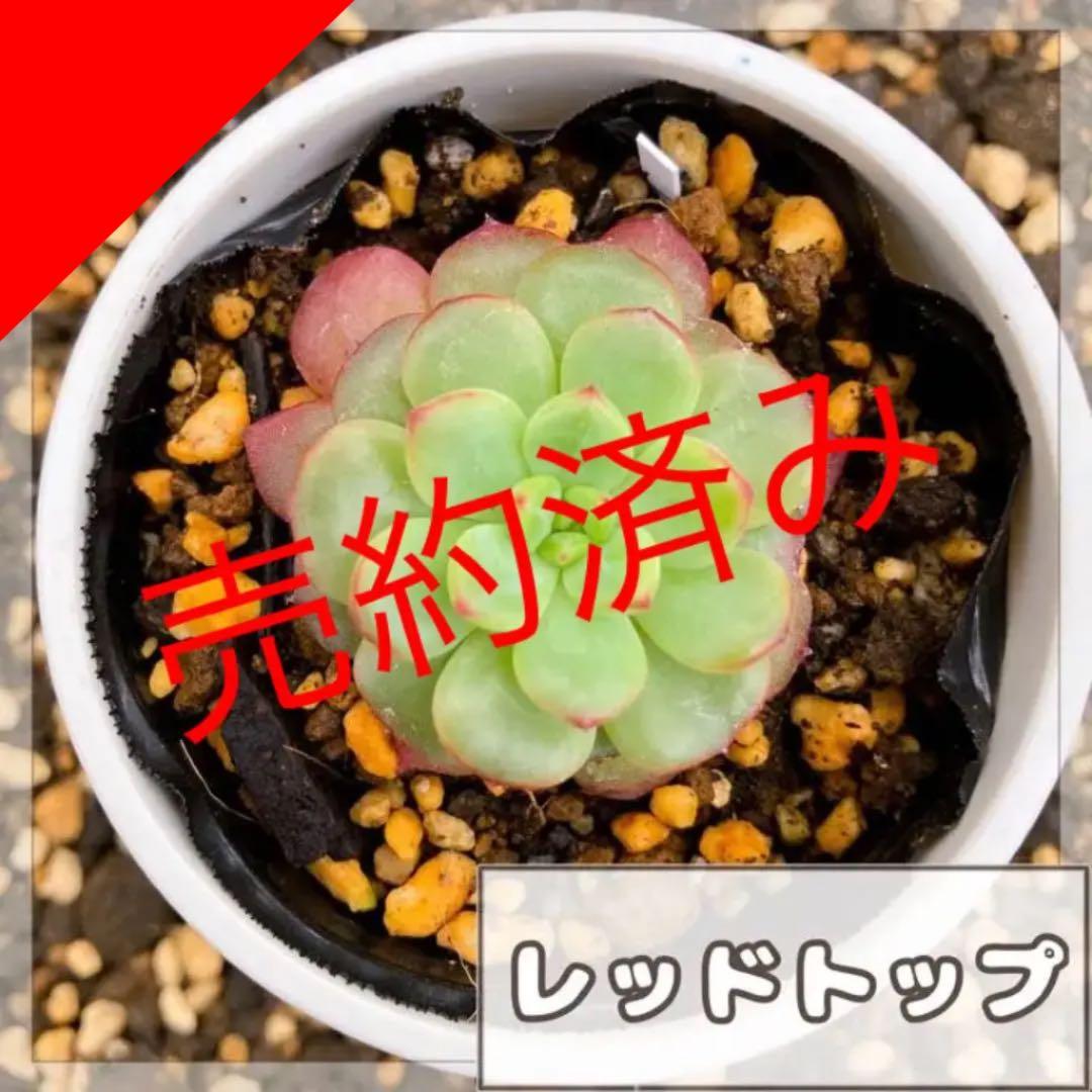 ドロステニア ギガス レア種 極美株