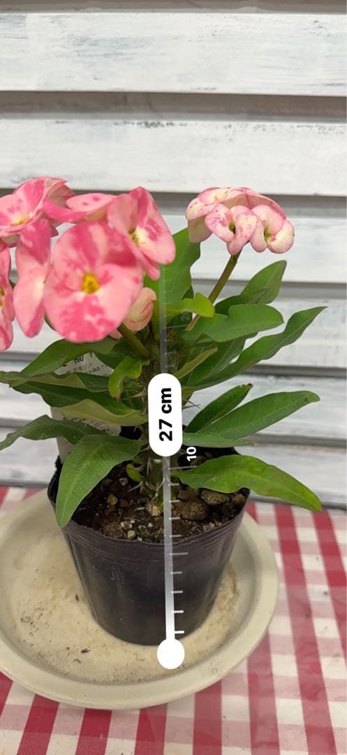 ハナキリン 八福神 ポット鉢土付き苗 お届け後このまま飾れます 現品