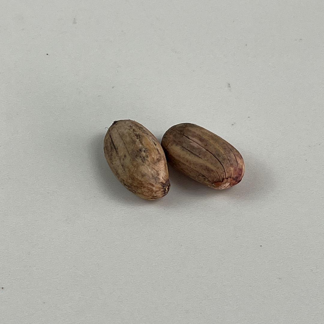 ワ*カ様 J319エンセファラルトス・ホリダス種子2粒