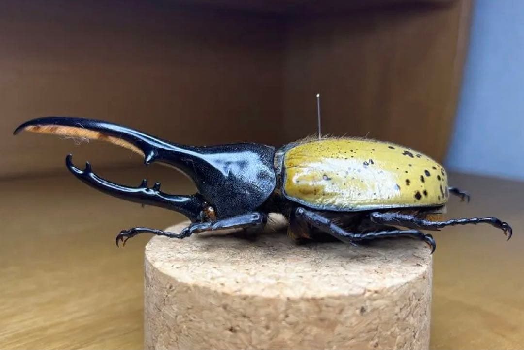 モリシマイ　ヘラクレス　標本　115ミリ Yahoo!オークション - 【虫研】入荷少ない ヘラクレスモリシマイ115㎜