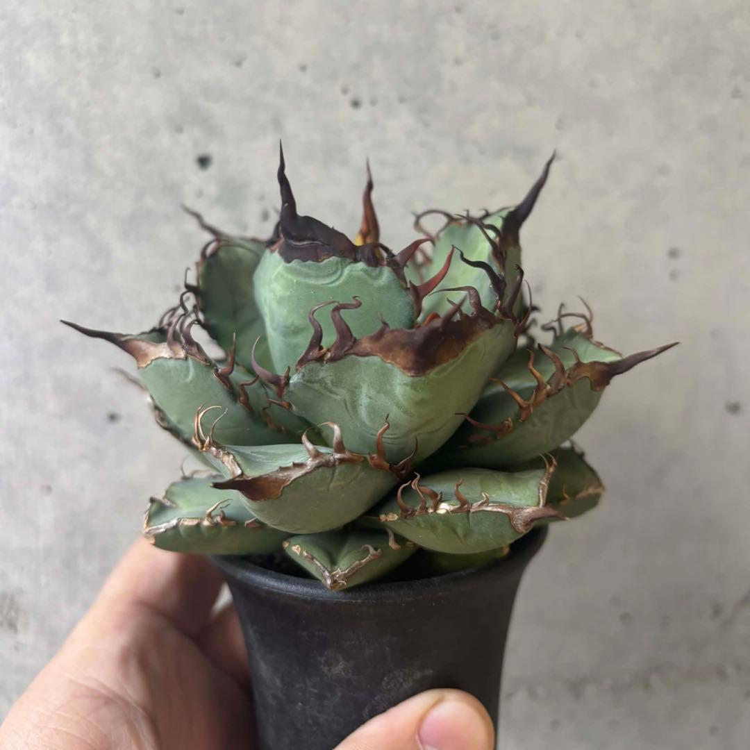 アガベ オテロイ 実生 選抜 子株付き - メルカリ