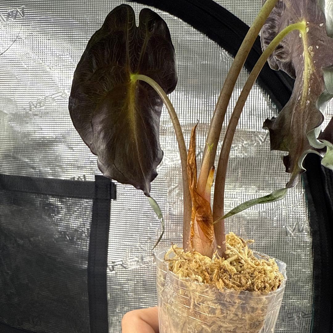 アロカシア ヴェノム Alocasia 'Venom' 管理番号13