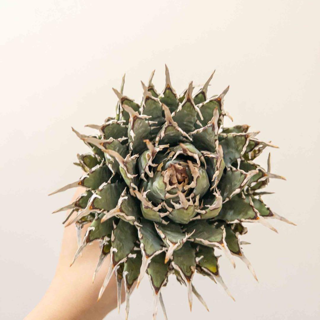 20 微発根済み ユタエンシス エボリスピナ 現地株 ベアルート 陽炎