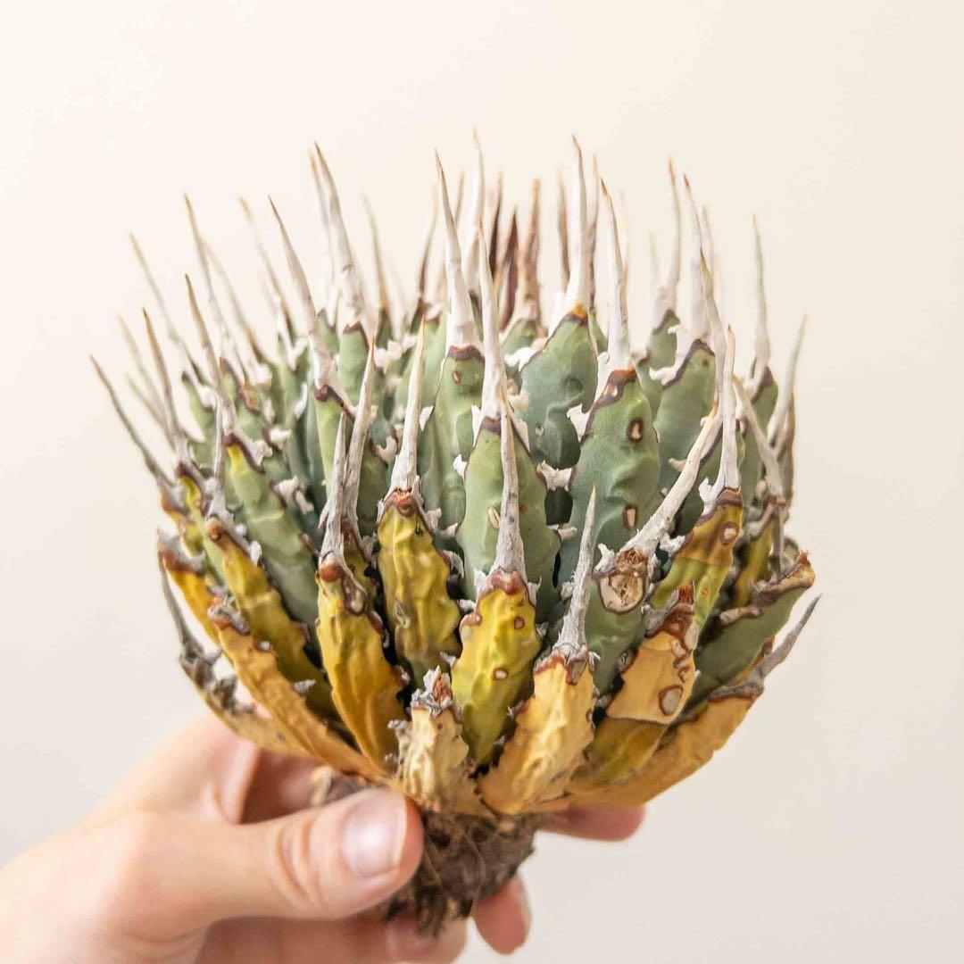 20 微発根済み ユタエンシス エボリスピナ 現地株 ベアルート 陽炎