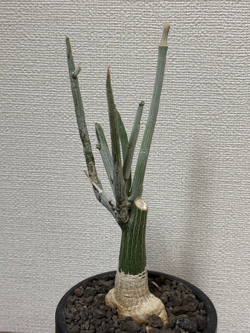 アデニア ペチュエリー 挿し木発根済み株 - メルカリ