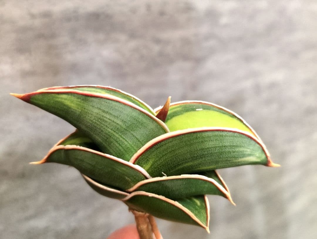 ④ SSS級 サンスベリア ロリダ斑入り ロリダ サンセベリア