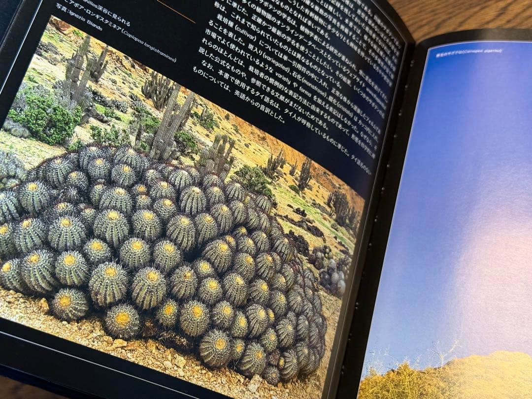 サボテン全書 All about CACTUS 大型本 - メルカリ