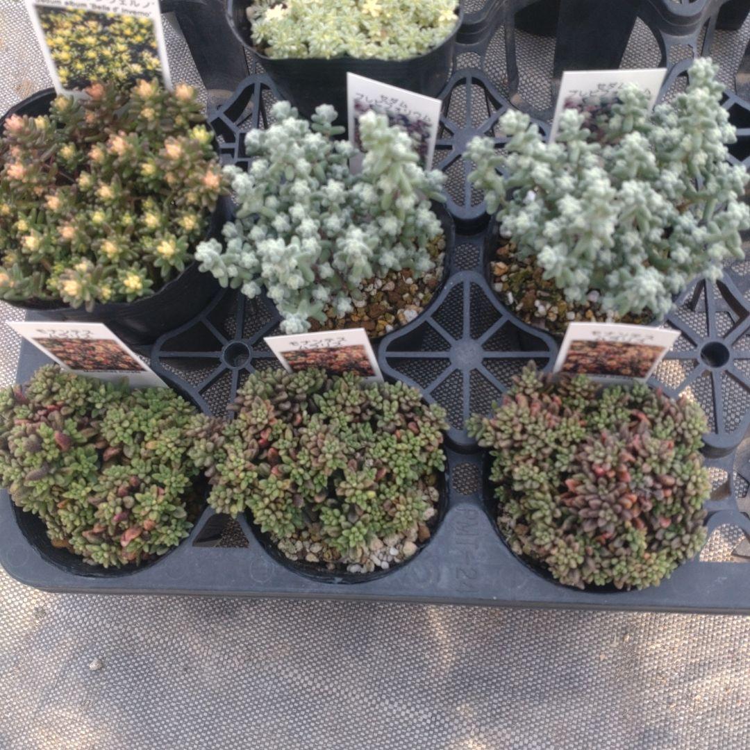 とんこさん専用