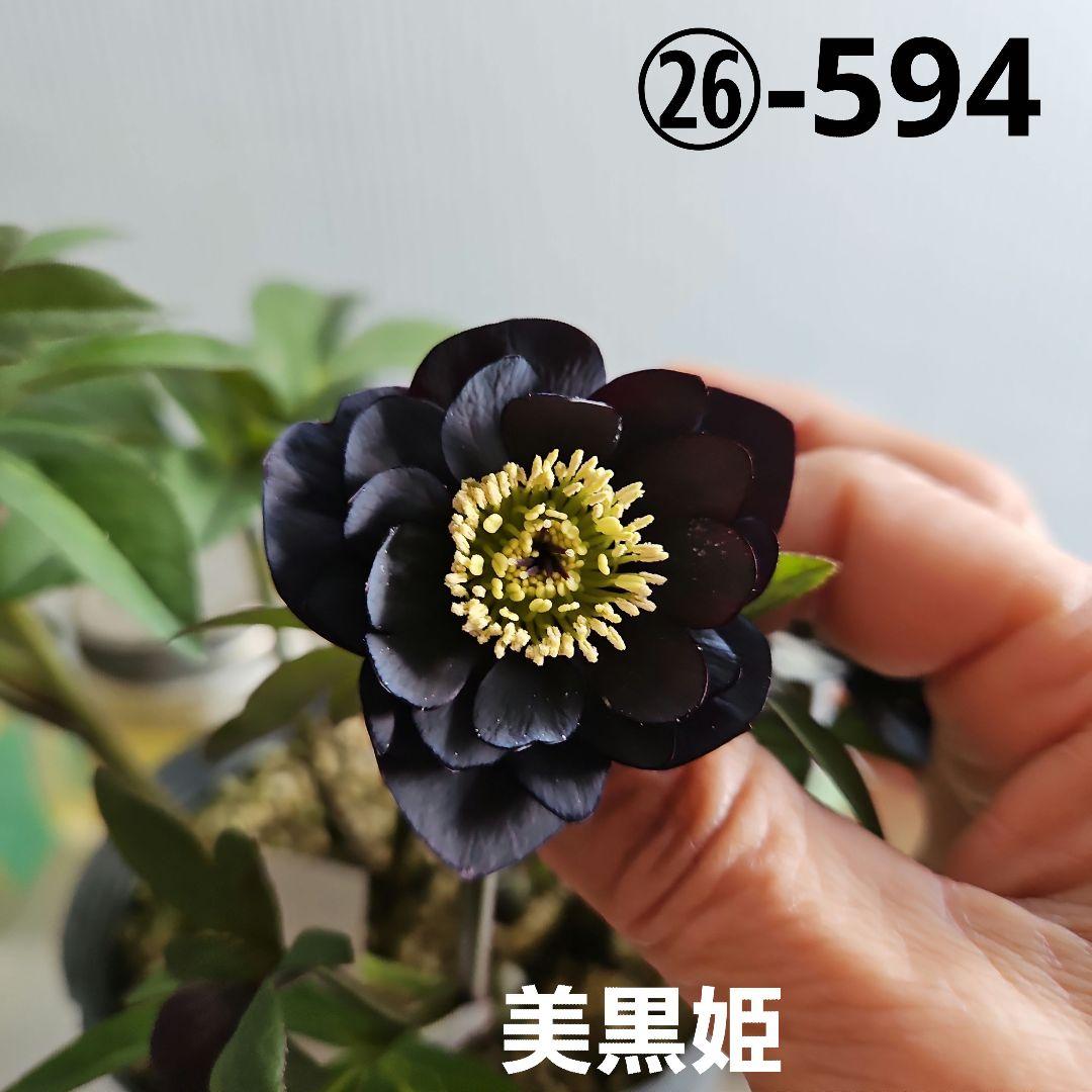 チャッピ様ご検討苗㉖-594クリスマスローズ - メルカリ