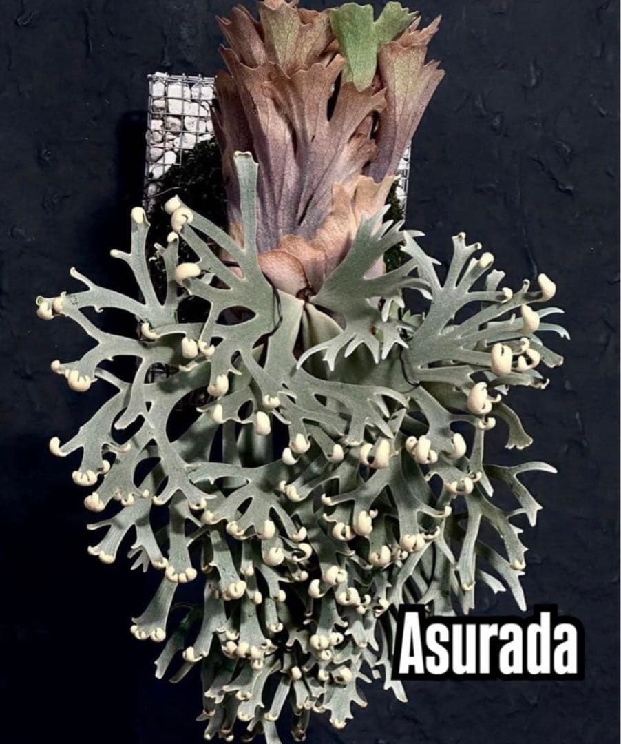 ビカクシダ アスラダ willinckii asurada sporeling - メルカリ