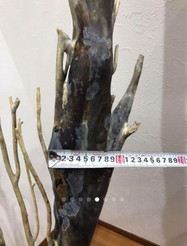 海松 深海松 レインボーコーラル 原木 珊瑚 希少 - メルカリ