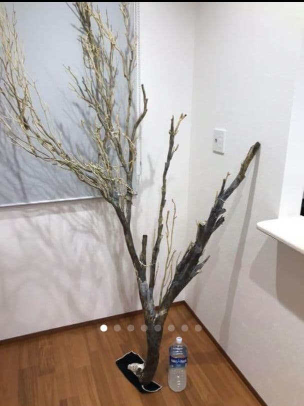 海松 深海松 レインボーコーラル 原木 珊瑚 希少 - メルカリ