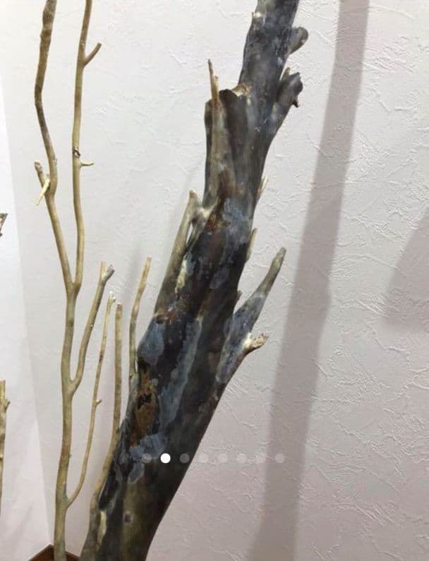 海松 深海松 レインボーコーラル 原木 珊瑚 希少 - メルカリ