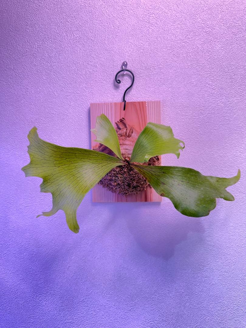 ビカクシダP. Flamenco (hillii x coronarium)TC - メルカリ