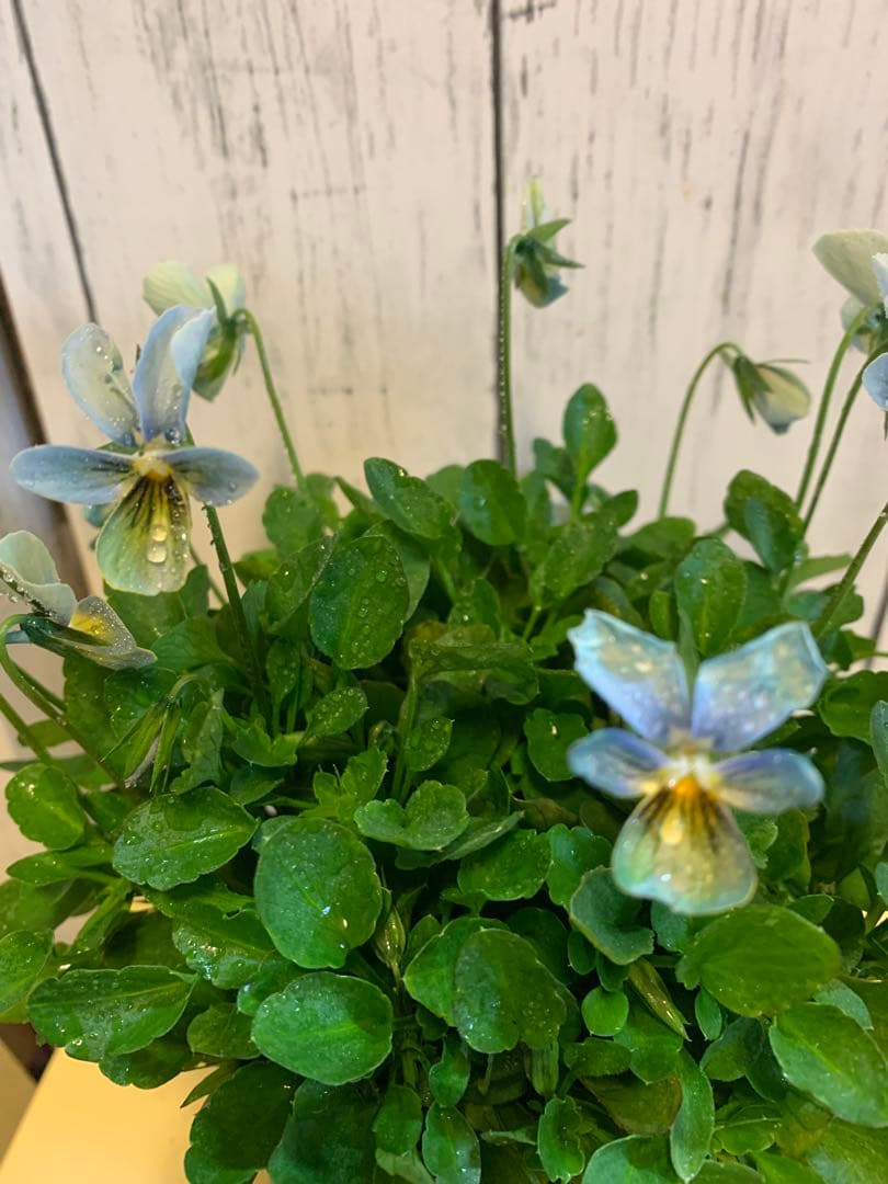 M*I様 すみれ図鑑 1苗 クレールドゥリュンヌ1苗no3 - メルカリ