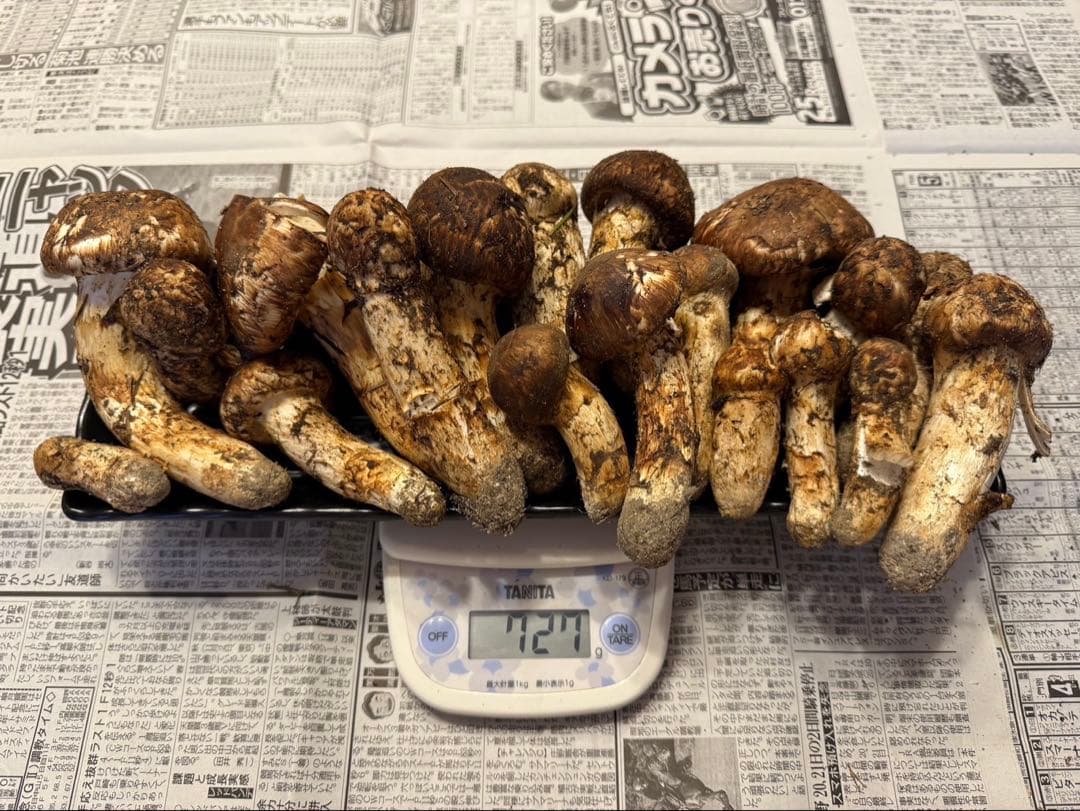 松茸　北海道　700g　訳あり　送料込　① 松茸 北海道 700g 訳あり ③ 松茸 北海道 700g 訳あり ③ 松茸 北海道