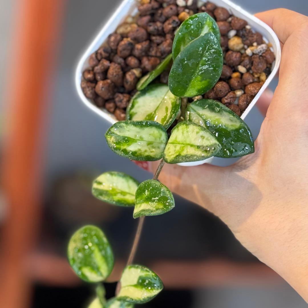 16 ホヤ マチルダ斑入り 内斑 激レア mathilde variegated - メルカリ