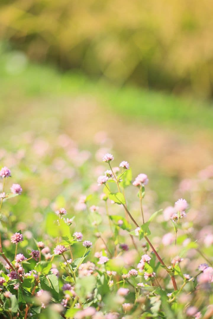 《希少》CANON New FD 100mm F2 【良品】