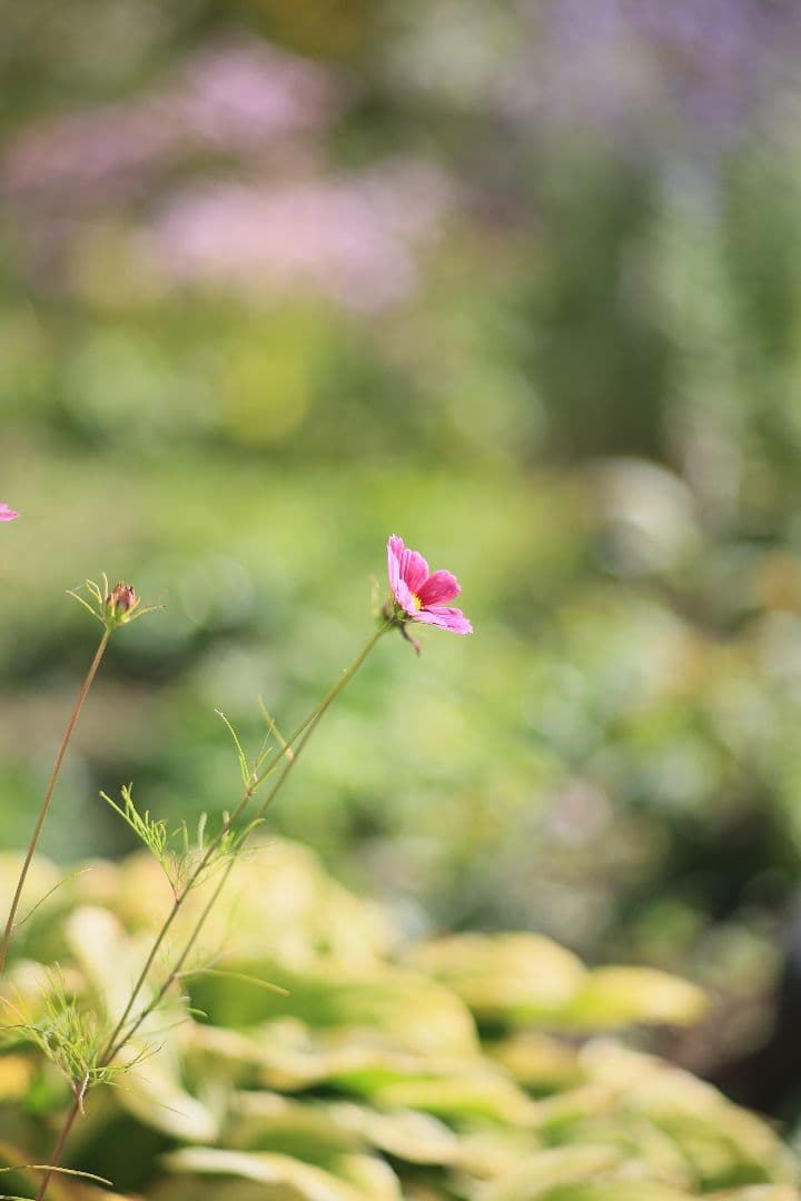 《希少》CANON New FD 100mm F2 【良品】