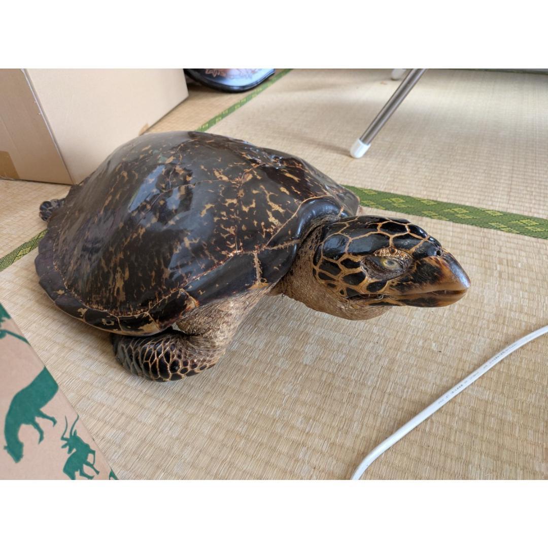 タイマイ（亀 ウミガメ） はく製/剥製 希少野生動植物種登録表あり