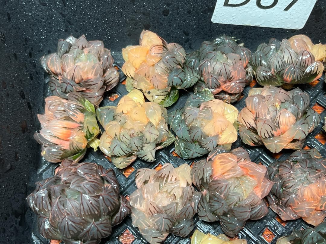 み*し様 多肉植物 ハオルチア オブツーサ錦 水中月錦 超美品 25株