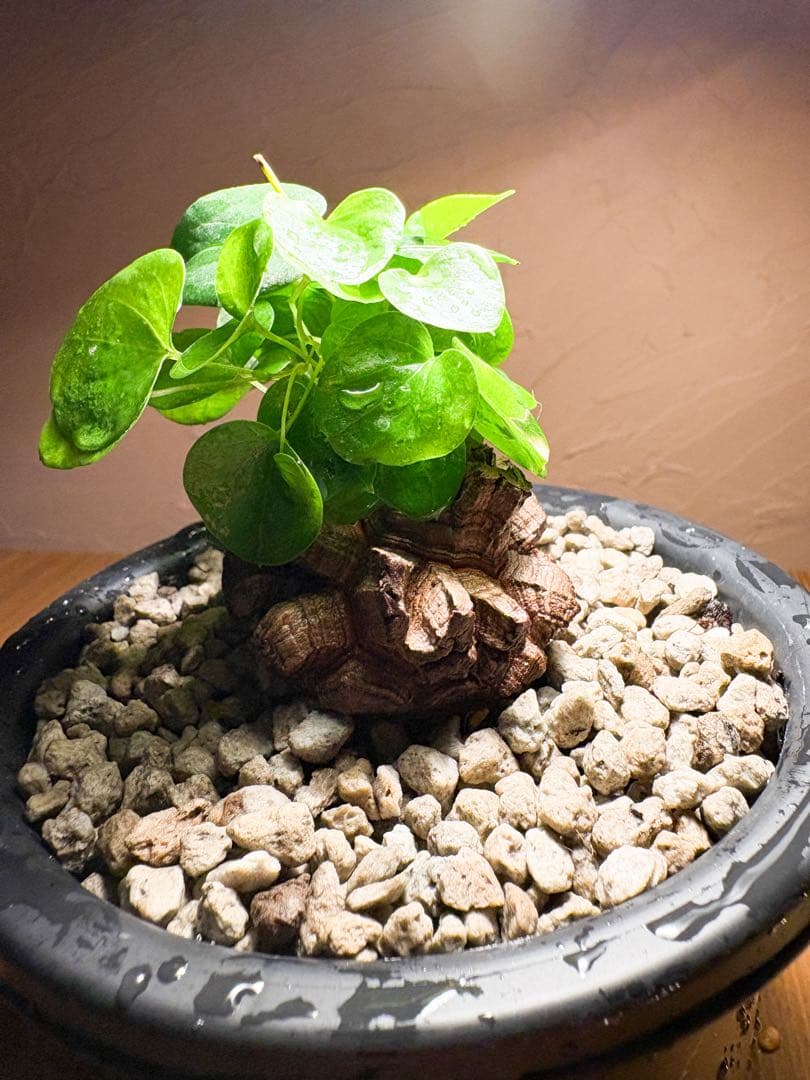 丸型良型】No.6アフリカ亀甲竜 実生 幅5cm 将来有望 - メルカリ