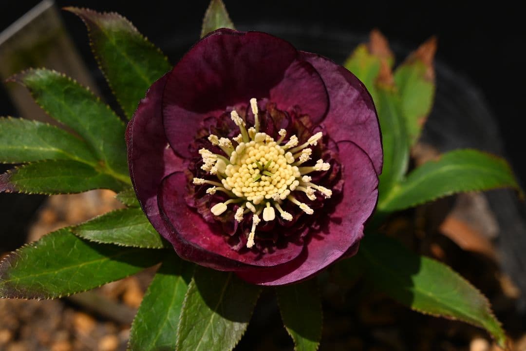 クリスマスローズ sdレッドソフトカップ咲きタイプ 加藤農園 - メルカリ