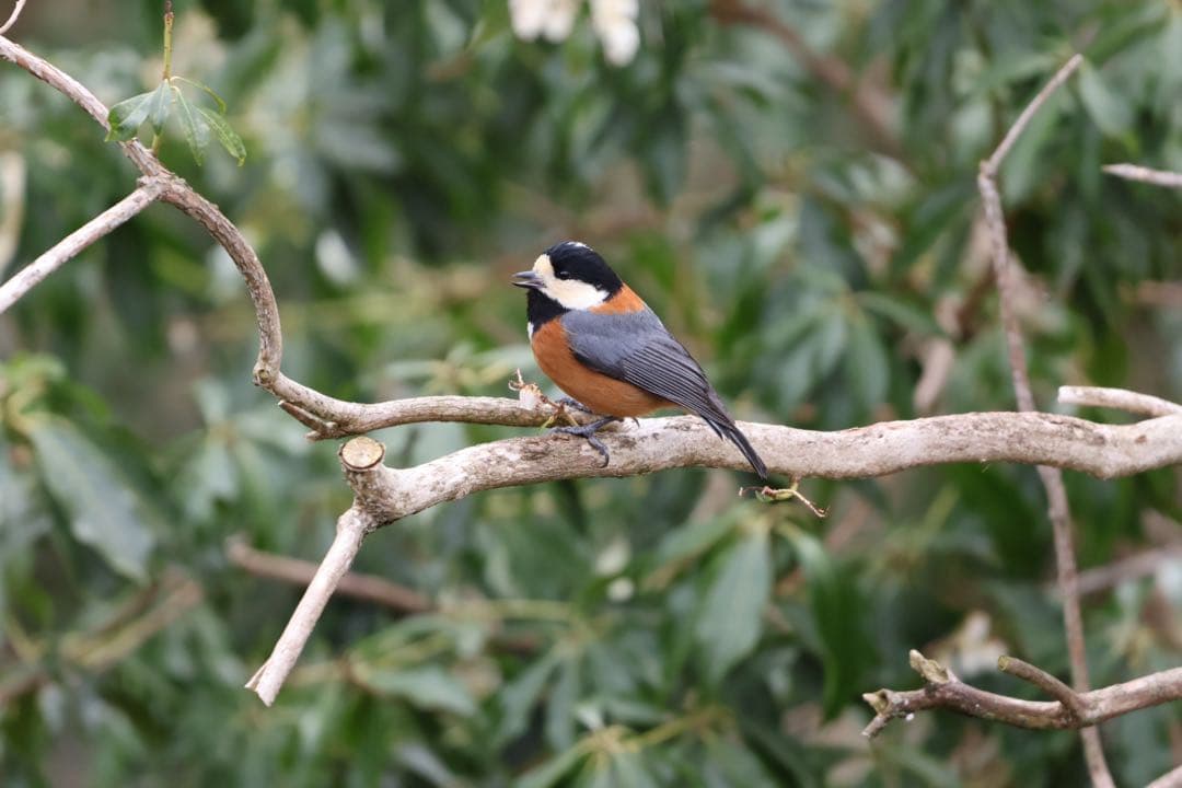 ほぼ新品　Canon RF100-400mm F5.6-8 IS USM レンズ