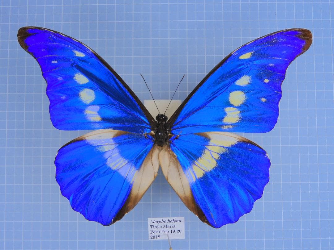 ヘレナモルフォ　139mm 楽天市場】ヘレナ モルフォ 財布 Helena MORPHO CALM カルム メンズ 二