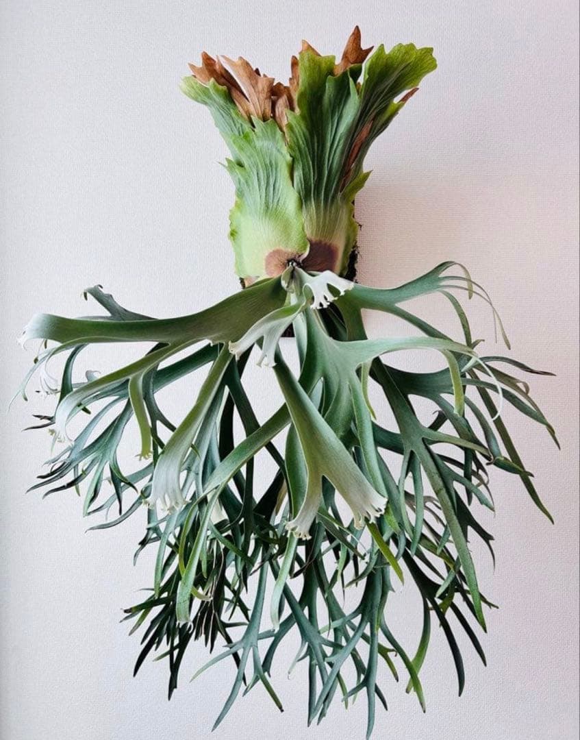 P. willinckii '月光' (月光爪哇) OC 二株 - メルカリ