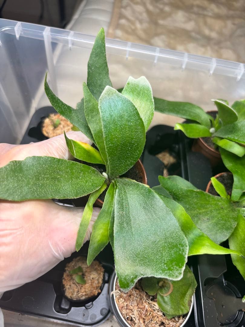 P. willinckii '月光' (月光爪哇) OC 二株 - メルカリ