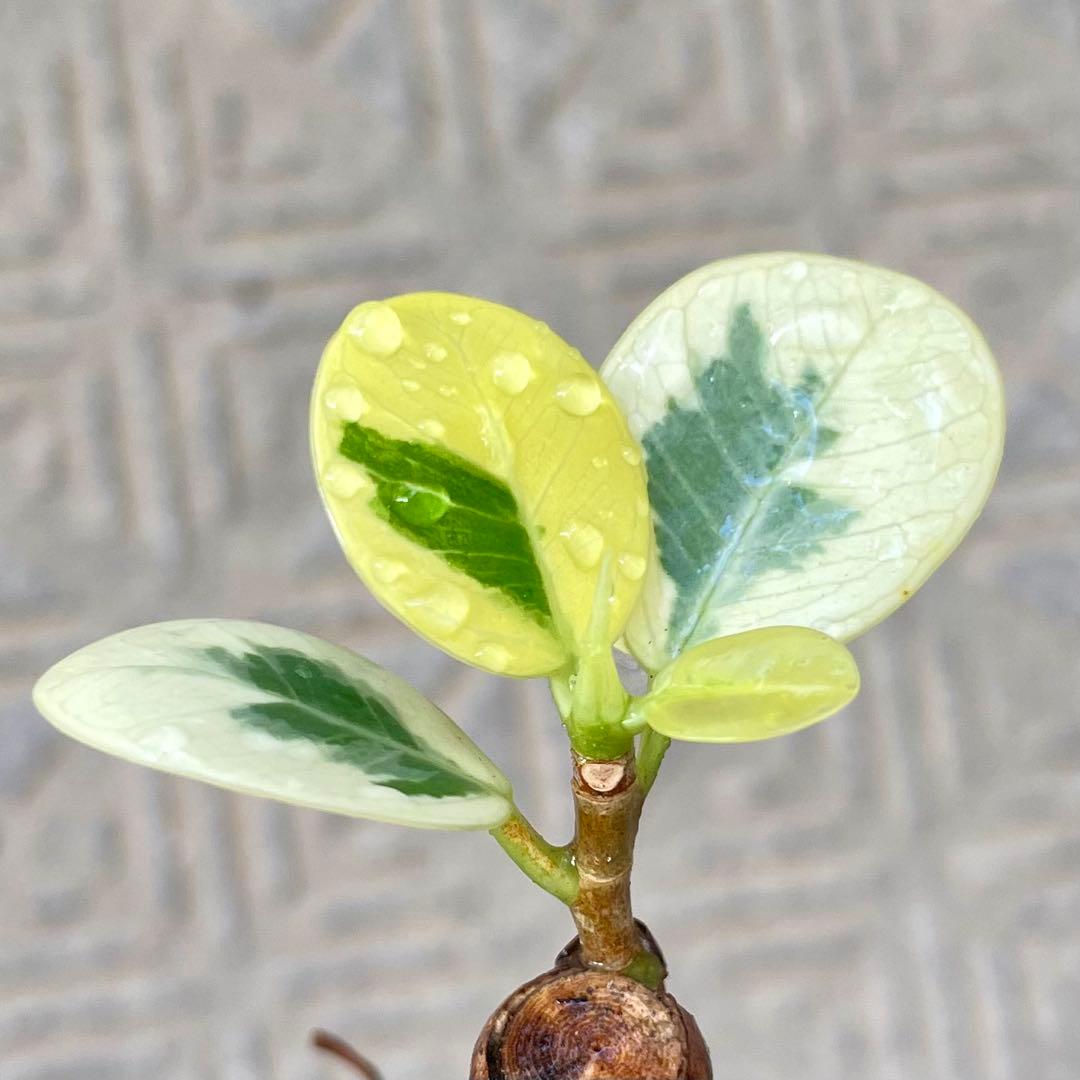 d*u様 【安心の発根済株/接木/鉢込】 パンダガジュマル 白