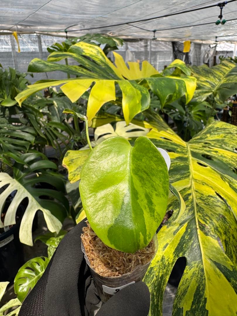 みー様 リクエスト 2点 まとめ商品の通販はau PAY マーケット - 輸入