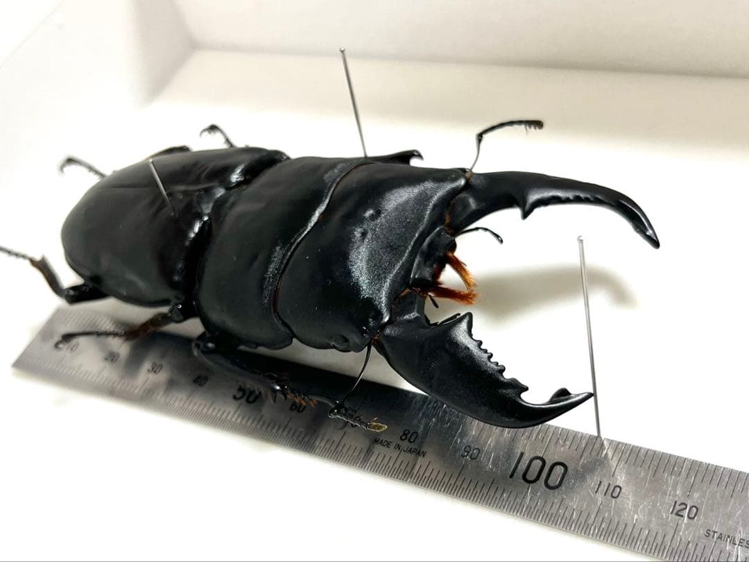 スマトラオオヒラタクワガタ 106mm 標本 - メルカリ