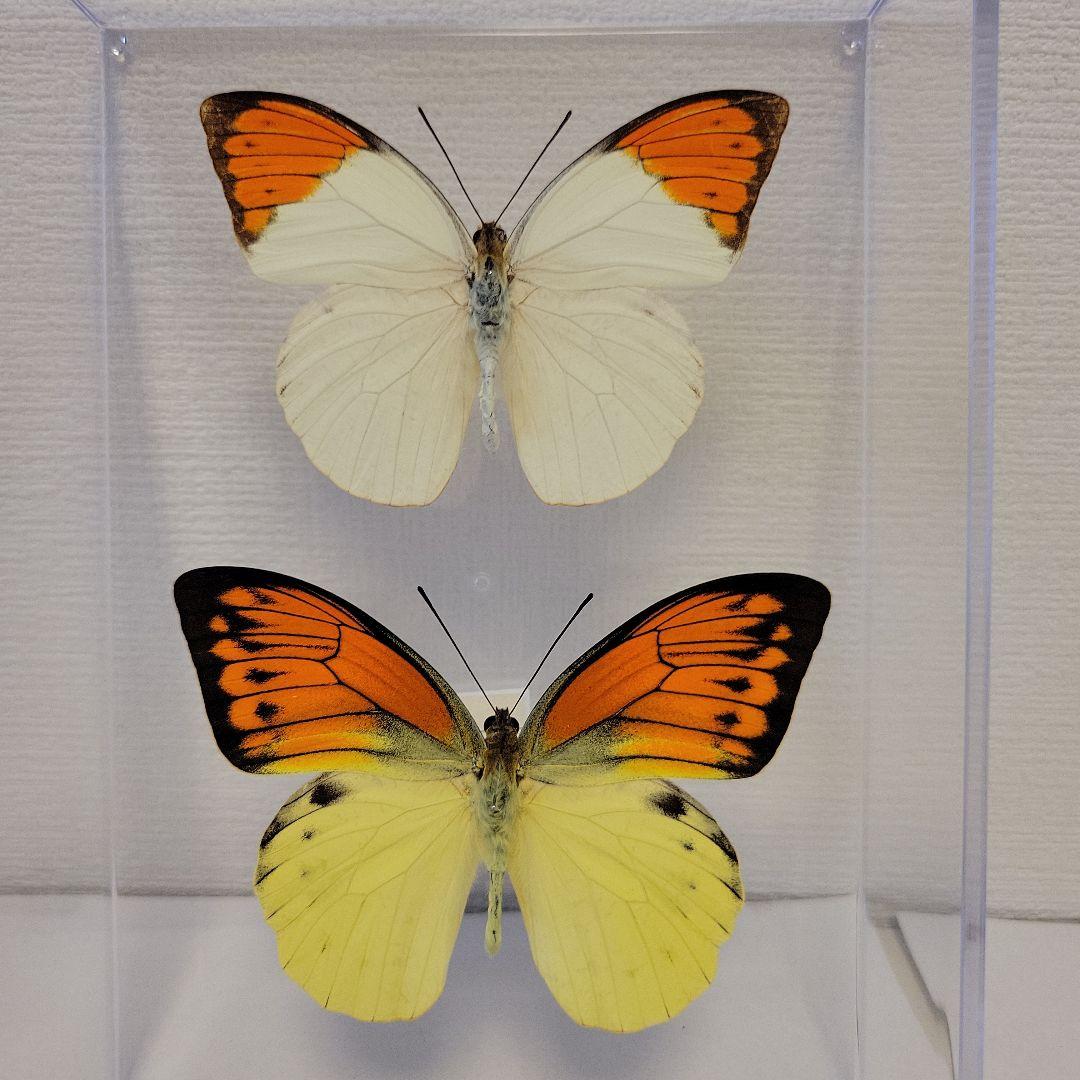 蝶の標本 ツマベニチョウの世界(特1A) - メルカリ
