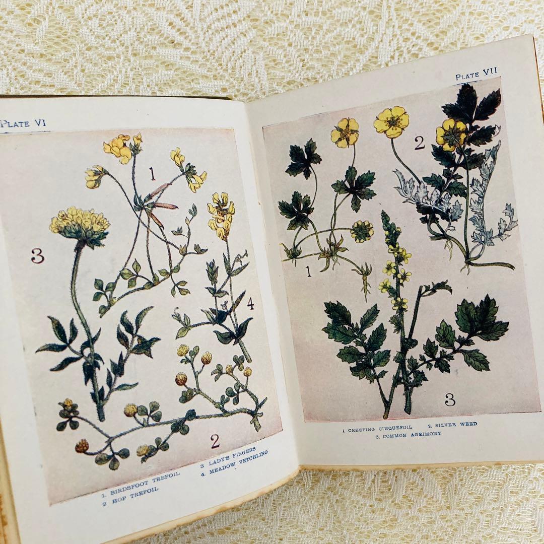 洋書 古書 アンティーク イギリスの植物図鑑 美しいカラー図版48点