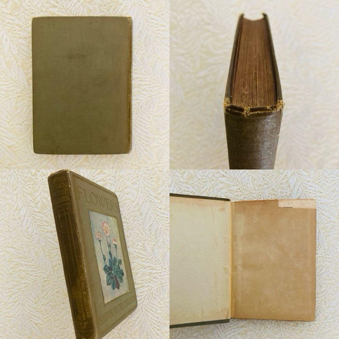 洋書 古書 アンティーク イギリスの植物図鑑 美しいカラー図版48点