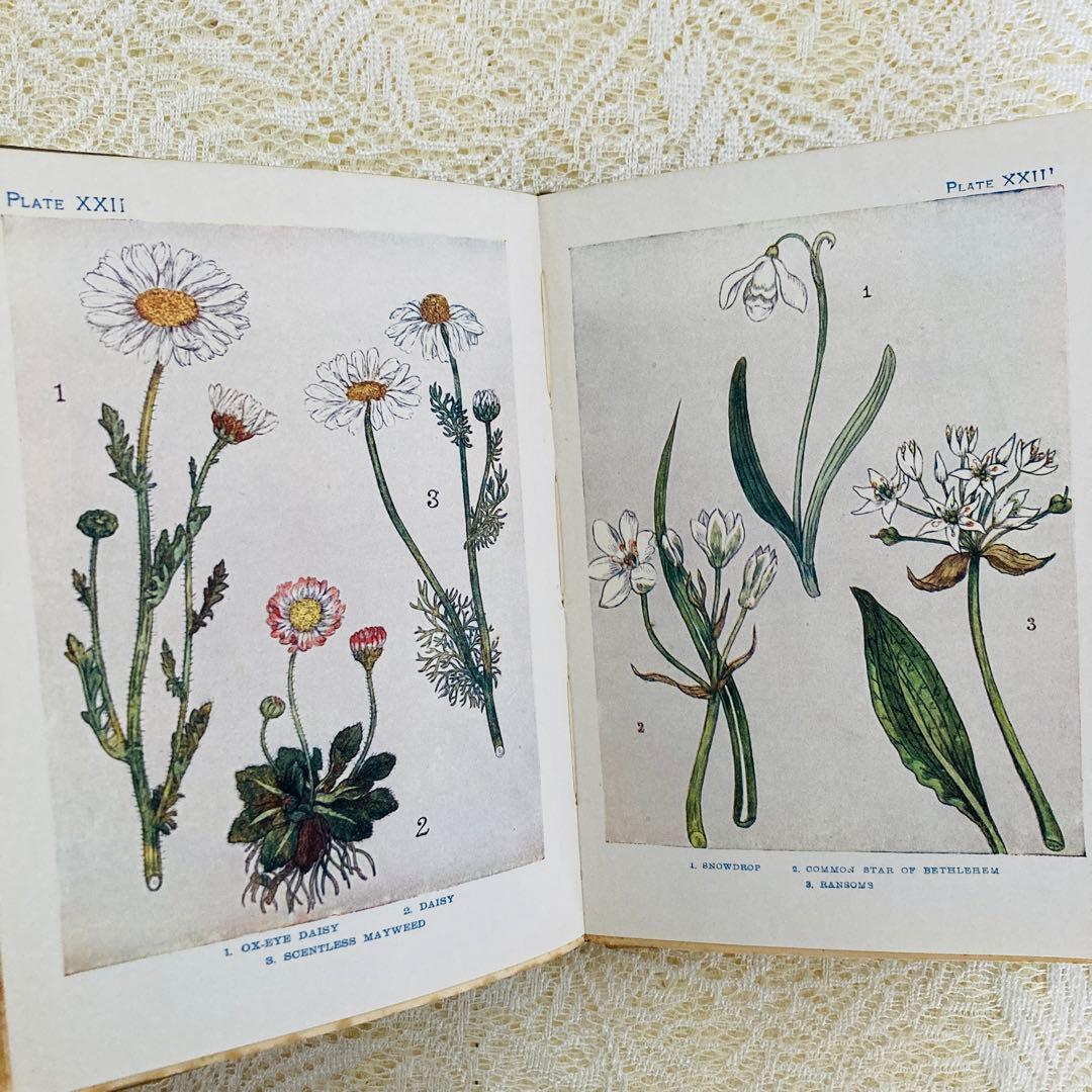 洋書 古書 アンティーク イギリスの植物図鑑 美しいカラー図版48点