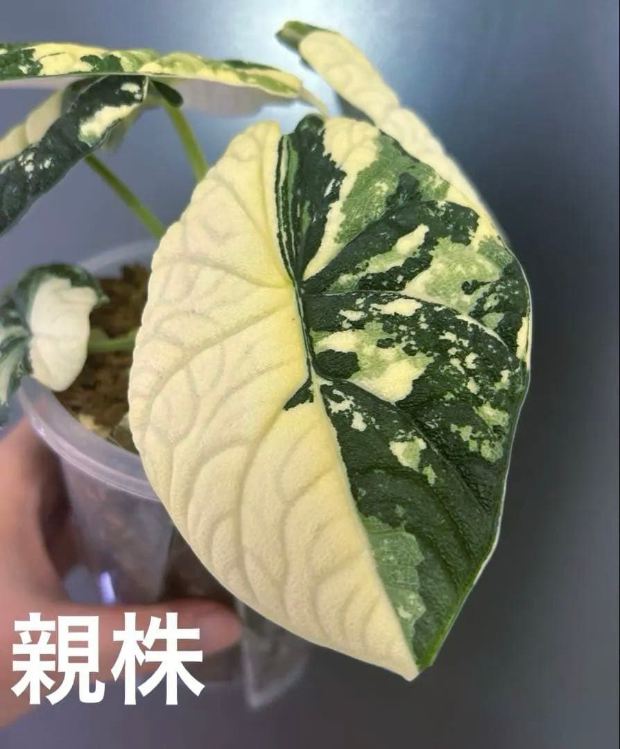 芋】 アロカシア メロ 斑入り ラスト