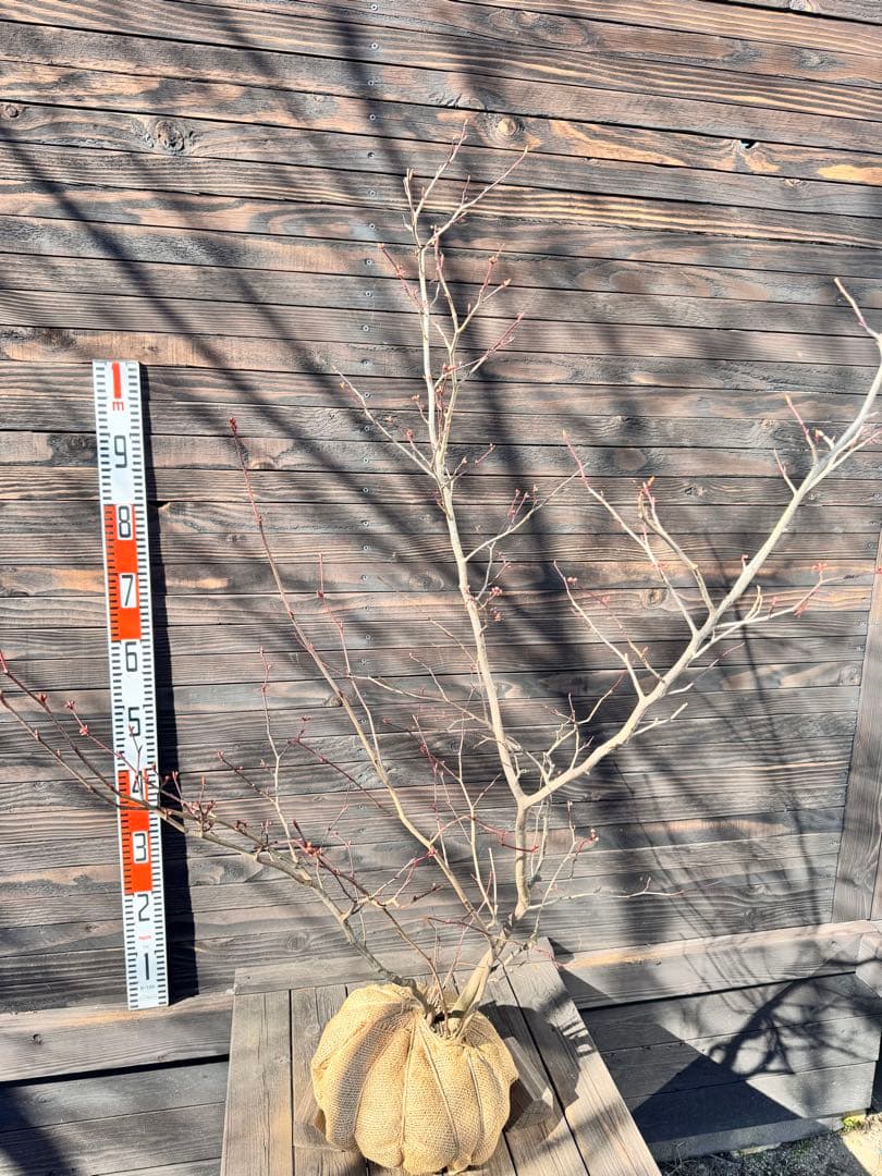 シロモジ【現品発送】管理80010