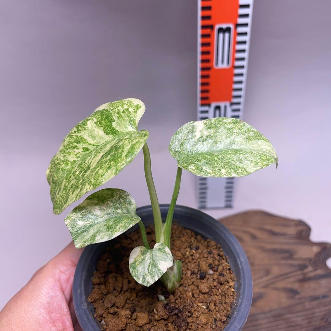 ゆ*様 q12モンステラ デリシオーサ レガシー 斑入り - メルカリ