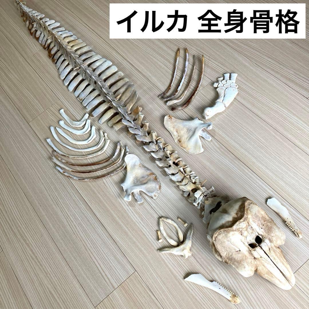 イルカの骨 骨格標本 - メルカリ