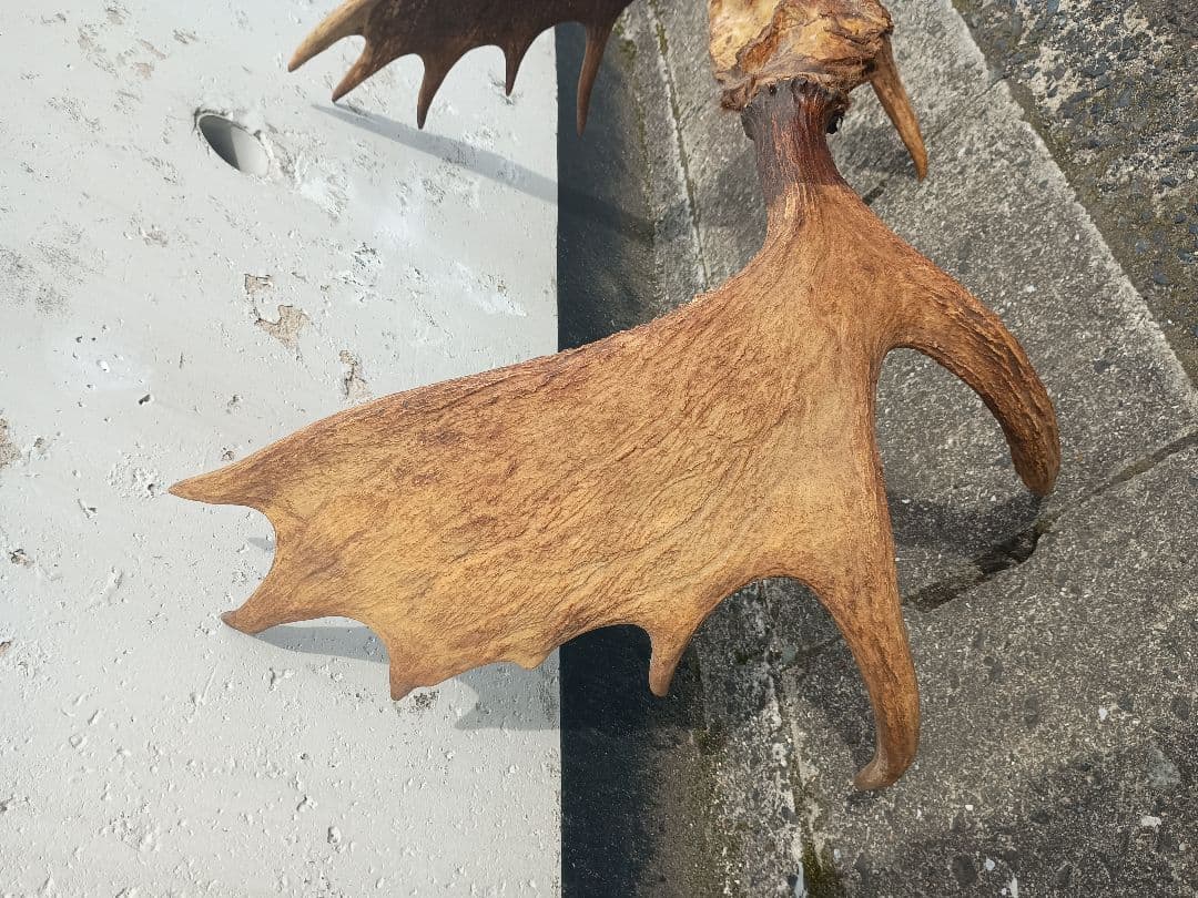 ムース ヘラジカ ヘラ鹿 角 ハンティングトロフィー オブジェ