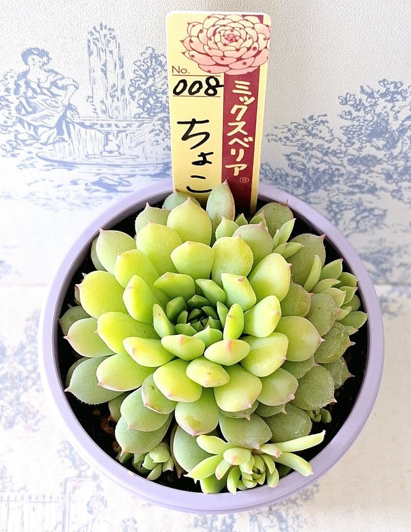 ちょこん 札付きポットごとメルカリ便おらいさん苗ミックスベリア
