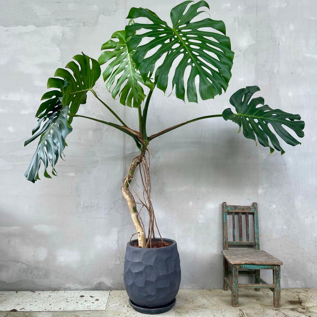 超特大 根上がり モンステラ 11号 グラスファイバー陶器鉢 植え込み