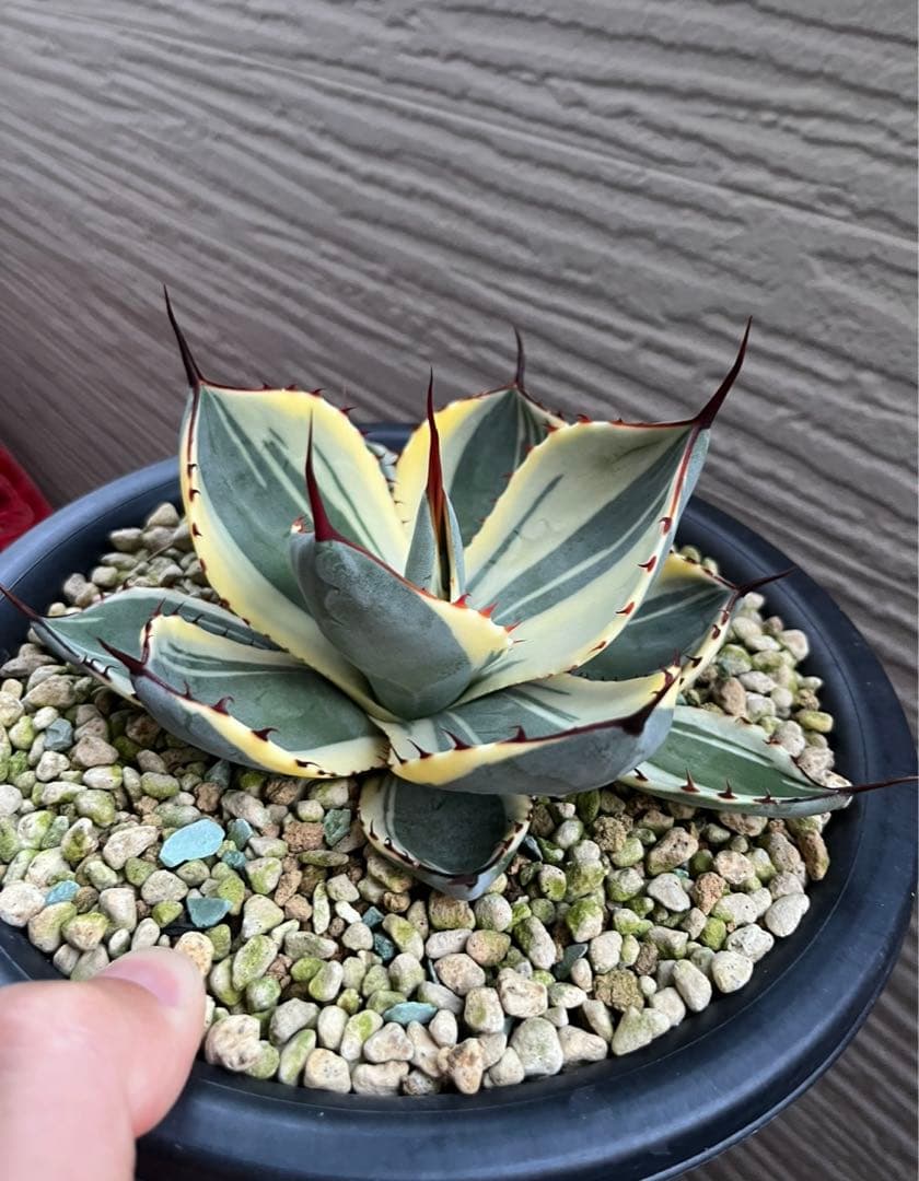 特別価格❗️】 アガベ パリー トランカータ オリザバ 本物 - メルカリ