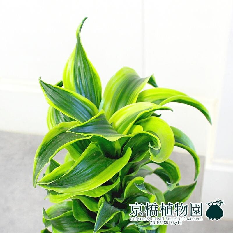 kaikai88様専用】ドラセナ・トルネード 斑入り6号 セラアート鉢 （3