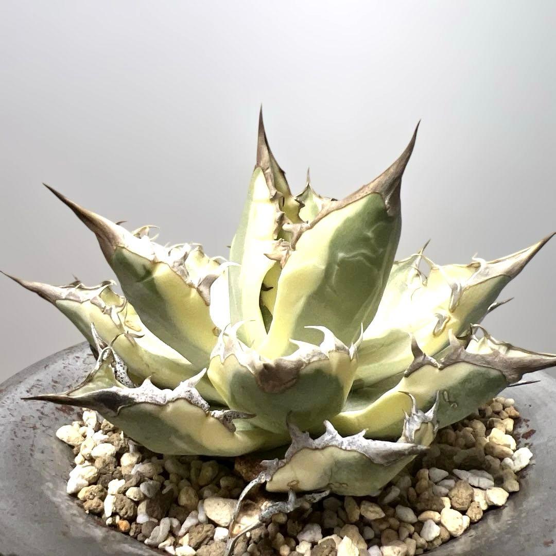 アガベ 鉢植発送 ドラゴンアガベ 暴牙 M&M鉢付 販売証明完備