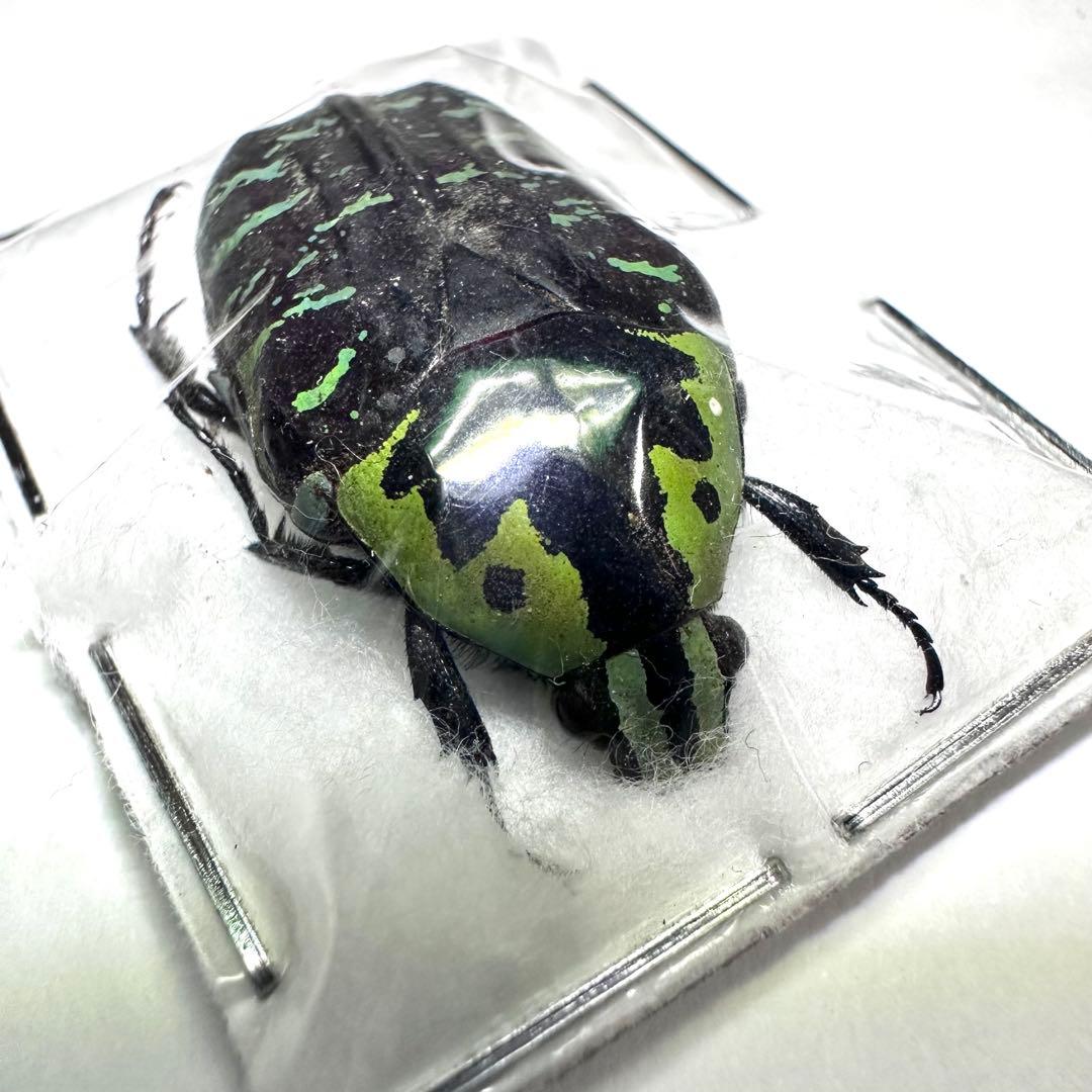標本】サザナミマラガシーハナムグリ - メルカリ