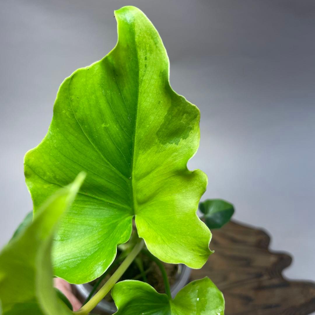 q15フィロデンドロン・セローム・斑入り 希少品種 観葉植物 - メルカリ